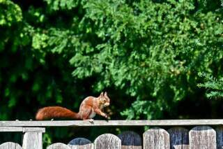 Backyard Homesteading Made Easy: A Beginner’s Guide to Growing & Living Sustainably